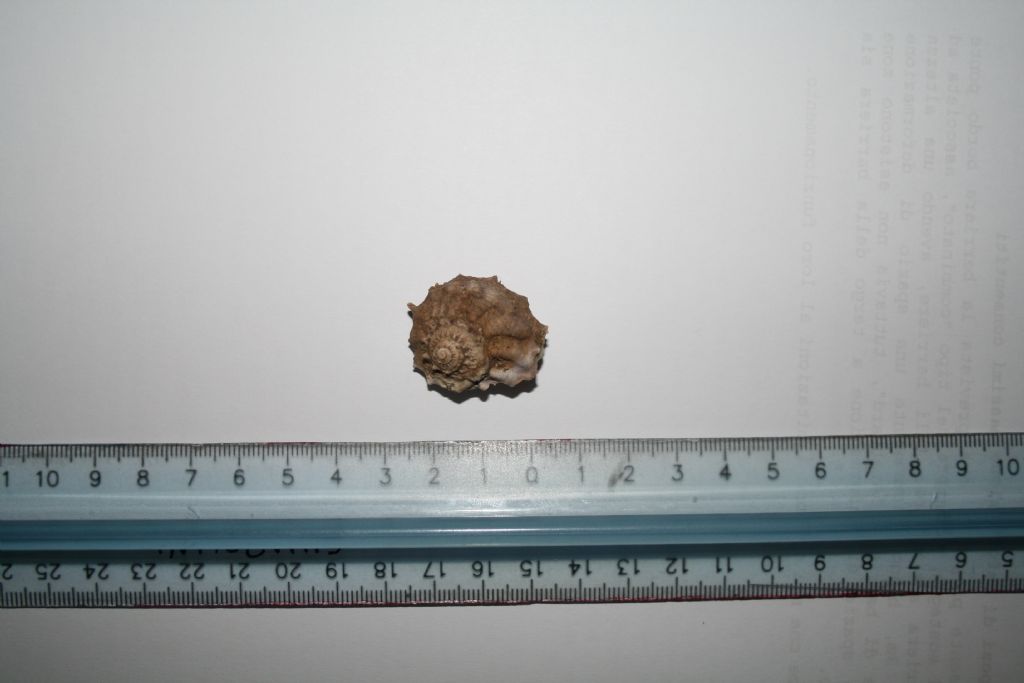 Mollusco da determinare